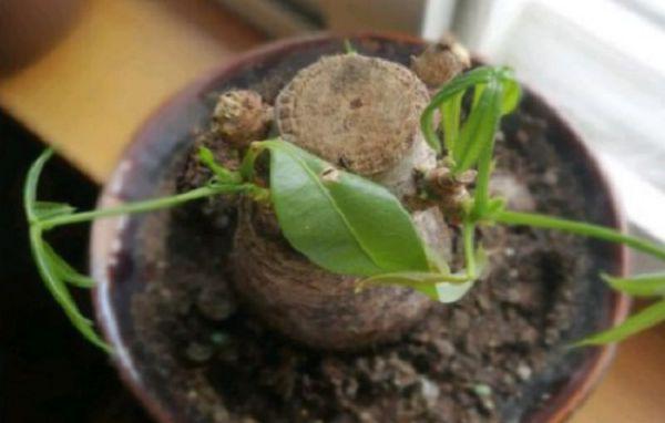 发财树移盆之后叶子蔫了怎么办？