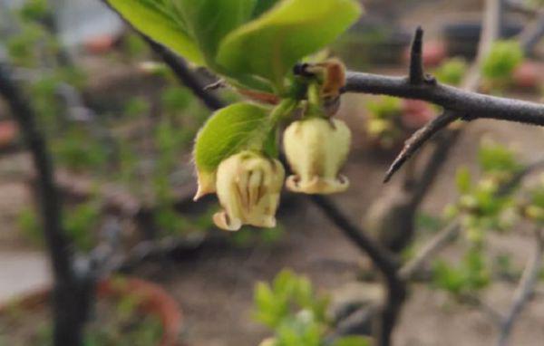 老鸦柿有公母之分吗?