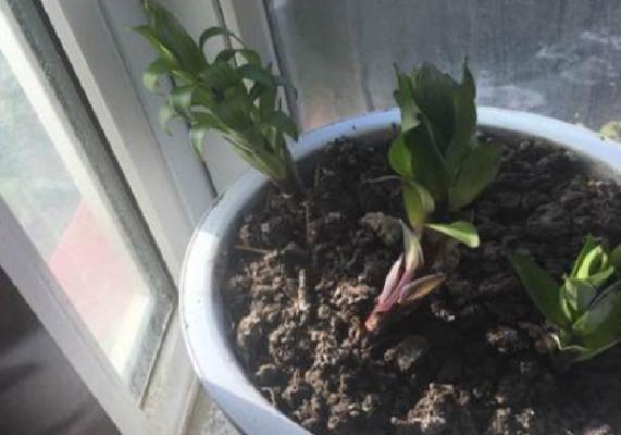 百合花叶片变软打卷，是怎么回事？