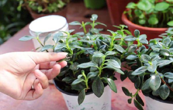 金鱼吊兰有花苞了可以施肥吗？