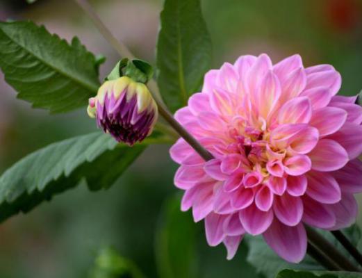 大丽花叶子蔫了怎么办？