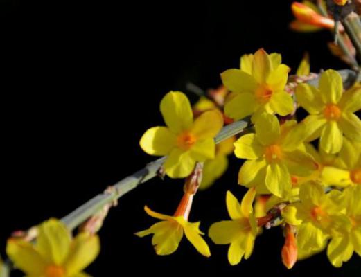 迎春花有哪些扦插技巧？