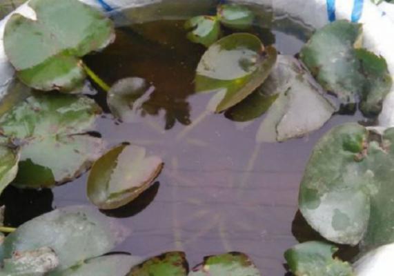 睡莲叶子发黑腐烂,是怎么回事?