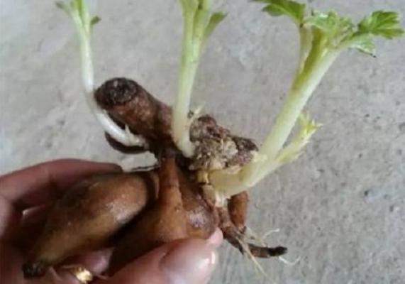 冬天大丽花刚发芽耐冻吗?