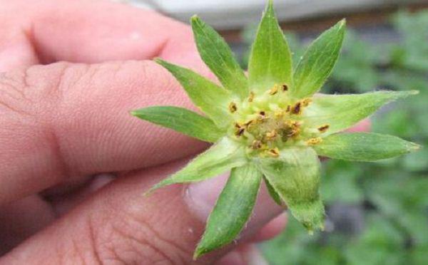 影响草莓花芽分化的因素