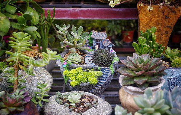 养多肉的宝宝注意了，出现这几种情况，要赶紧换盆