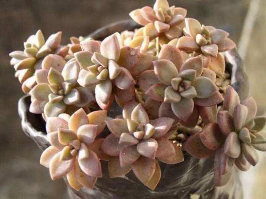 多肉喝点啤酒，各个都长得土肥圆不招虫