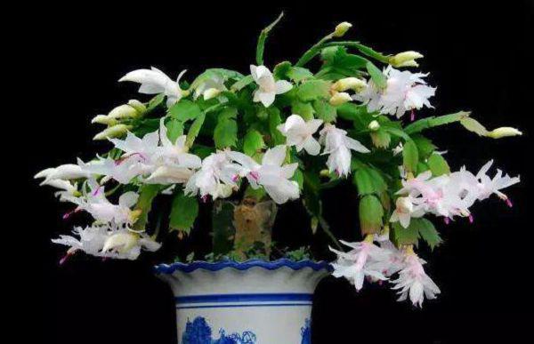 蟹爪兰冬天出现问题,做好防治是关键