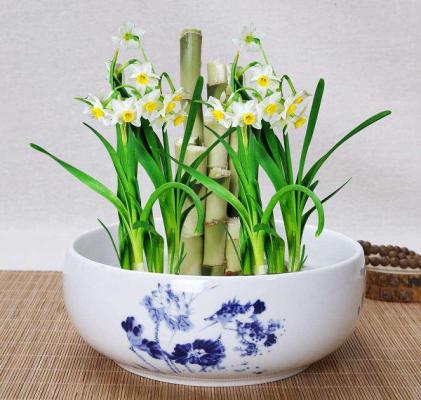 秋冬季节一样能开花的盆栽,给家里带来无限生机