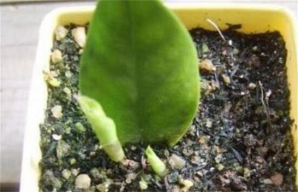 金钱树扦插时间和方法