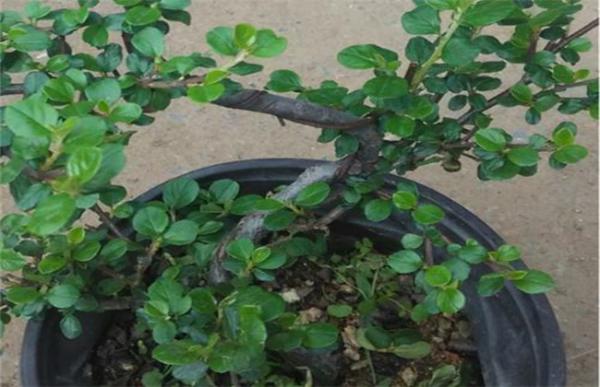 珍珠梅的养殖方法和注意事项