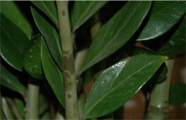 金钱树茎干瘪的原因