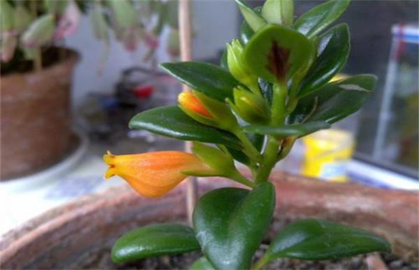 金鱼吊兰冬季掉叶怎么办