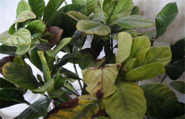 栀子花叶尖干枯褐色怎么回事