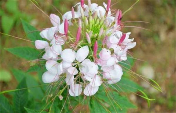 醉蝶花的养殖方法和注意事项