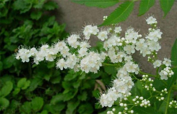 珍珠梅怎么不开花