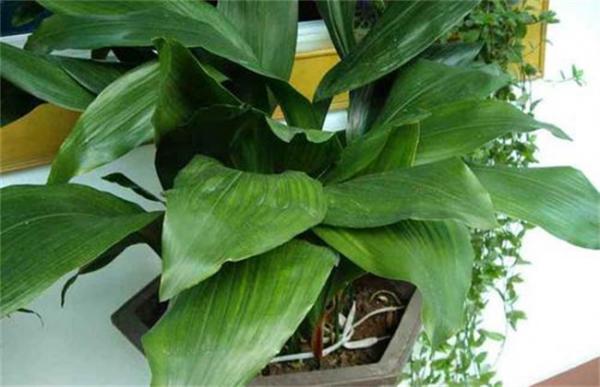 一叶兰叶子发黄是怎么回事