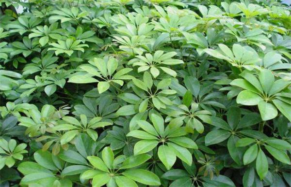 鸭掌木扦插步骤详解