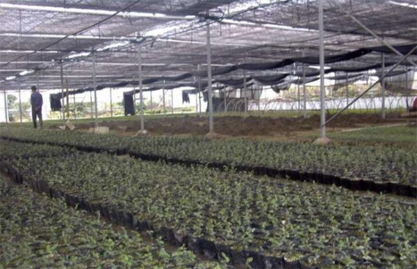 花叶络石的扦插和繁殖