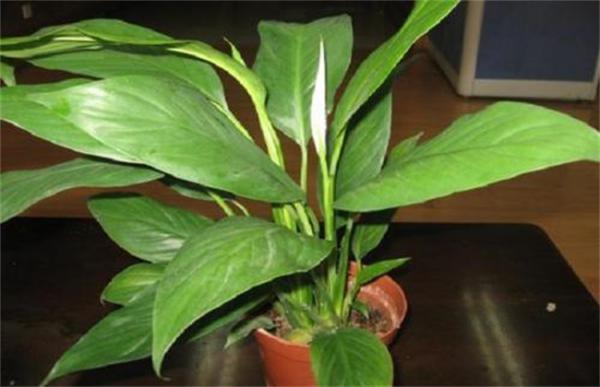 白鹤芋叶片下垂原因及解决方法