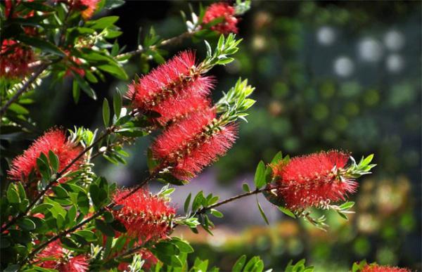 红千层的栽培技术