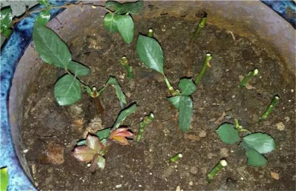 洋桔梗的扦插方法