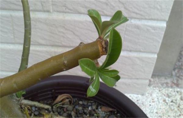 鸡蛋花的修剪技术