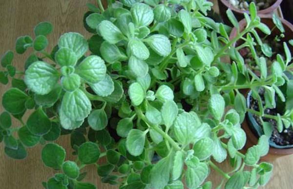 碰碰香叶片发黄脱落原因及解决方法