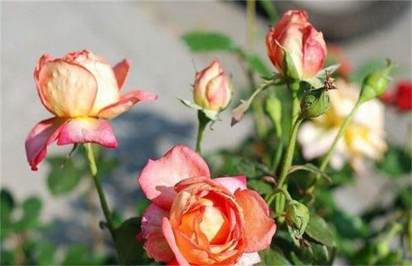 如何让盆栽月季开花不断