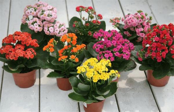 秋冬季节适合养什么花