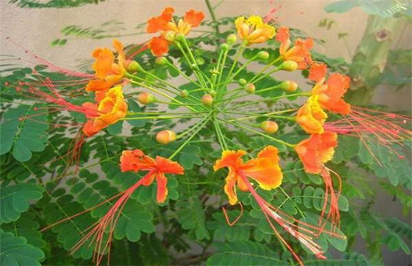 金凤花养殖方法和注意事项