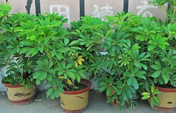 鹅掌柴叶子发黄掉落怎么办?鹅掌柴叶子发黄掉落的原因