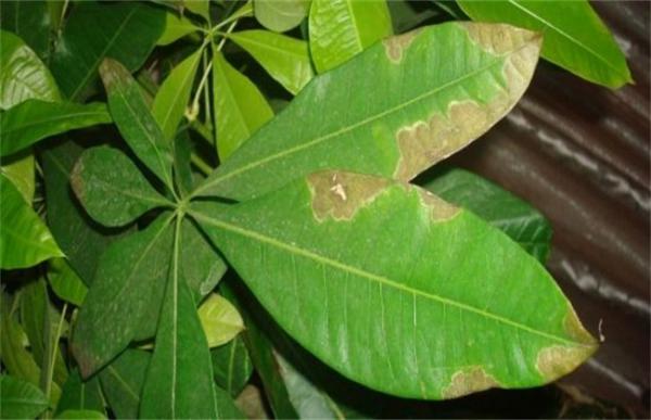 含笑花叶子发黄是什么原因
