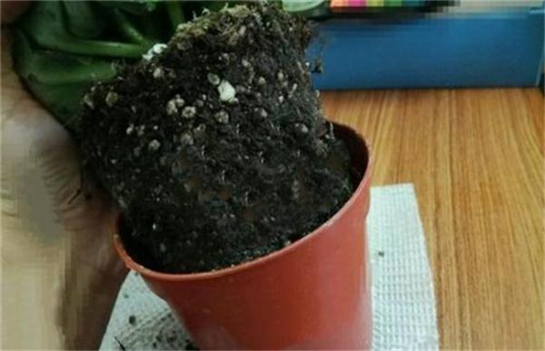 长寿花换盆方法及注意事项