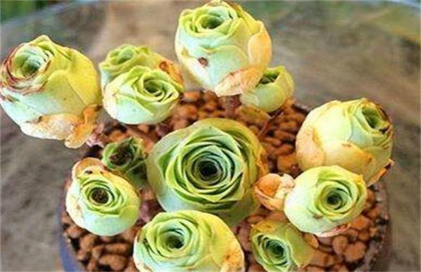 山地玫瑰叶子发黄怎么办?山地玫瑰叶子发黄处理方法