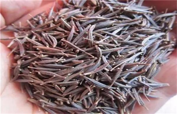 波斯菊种子怎么种植?波斯菊种子的种植方法