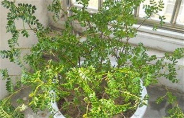 清香木掉叶原因及解决方法