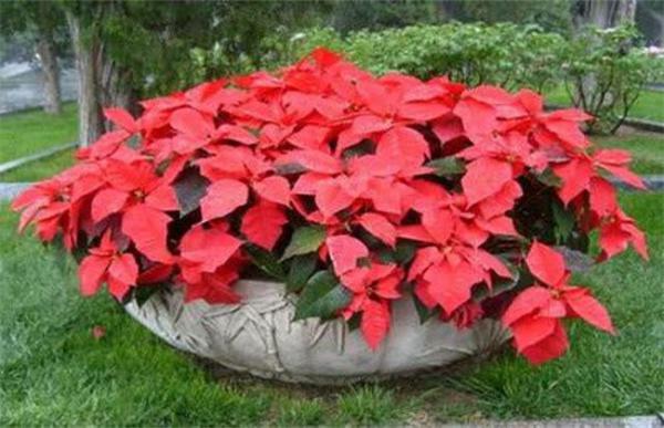 一品红的养殖方法及注意事项