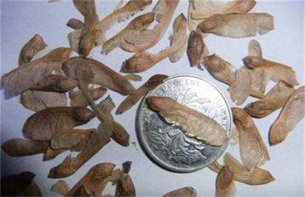 红枫树苗的种植方法