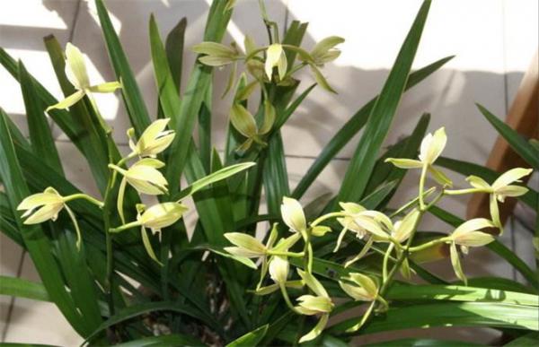 兰花夏季养护管理要点