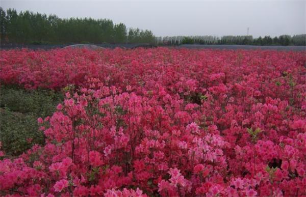 映山红怎么繁殖