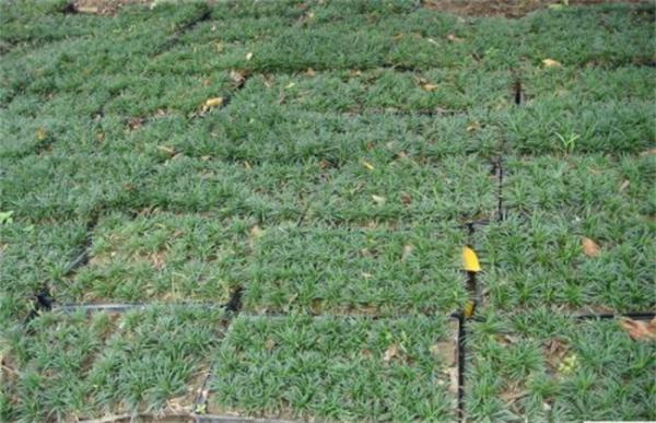 玉龙草该怎么种植