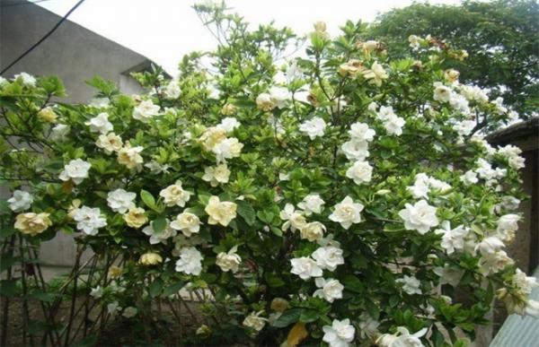 栀子花繁殖方法