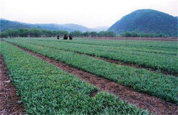 平贝母的种植技术