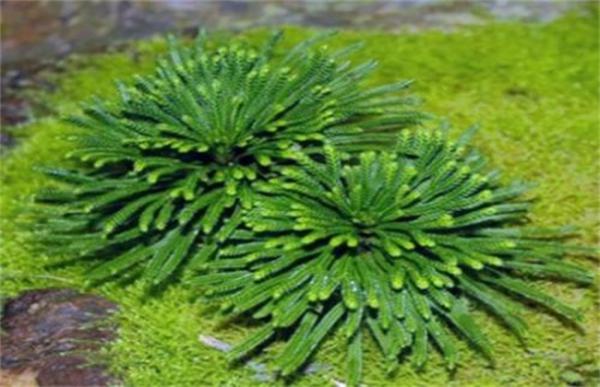 九死还魂草的养殖方法