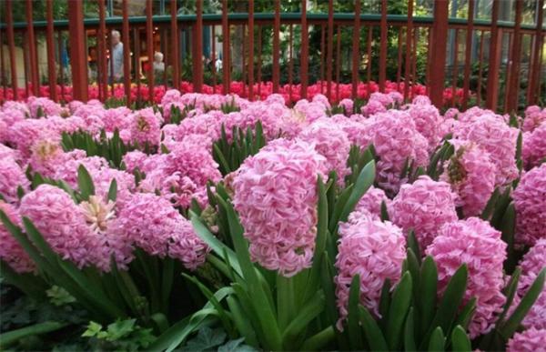 风信子的养殖方法与注意事项