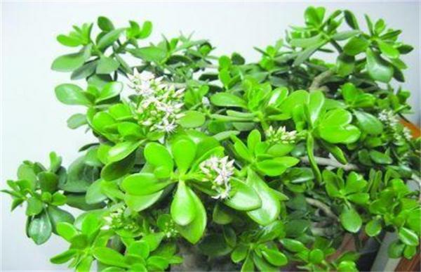 玉树怎么养才好