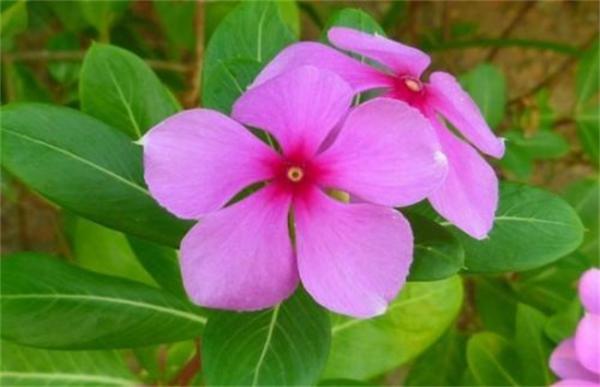 长春花养殖方法