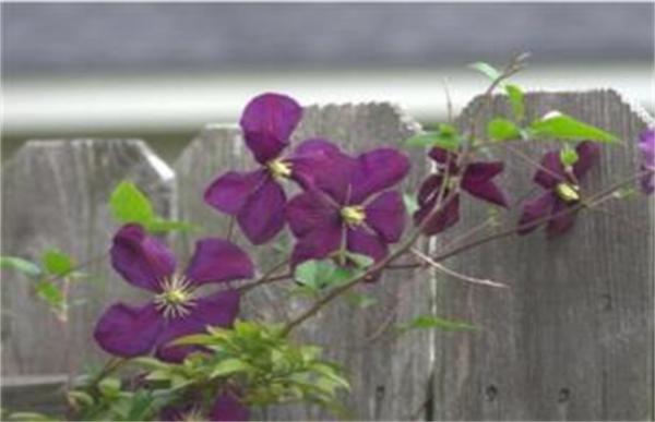 紫罗兰怎么修剪