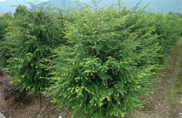 红豆杉养殖方法和注意事项